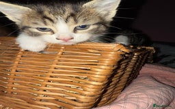 Brazilian Shorthair cats for sale: Gorgeous friendly kittens  - Image 3