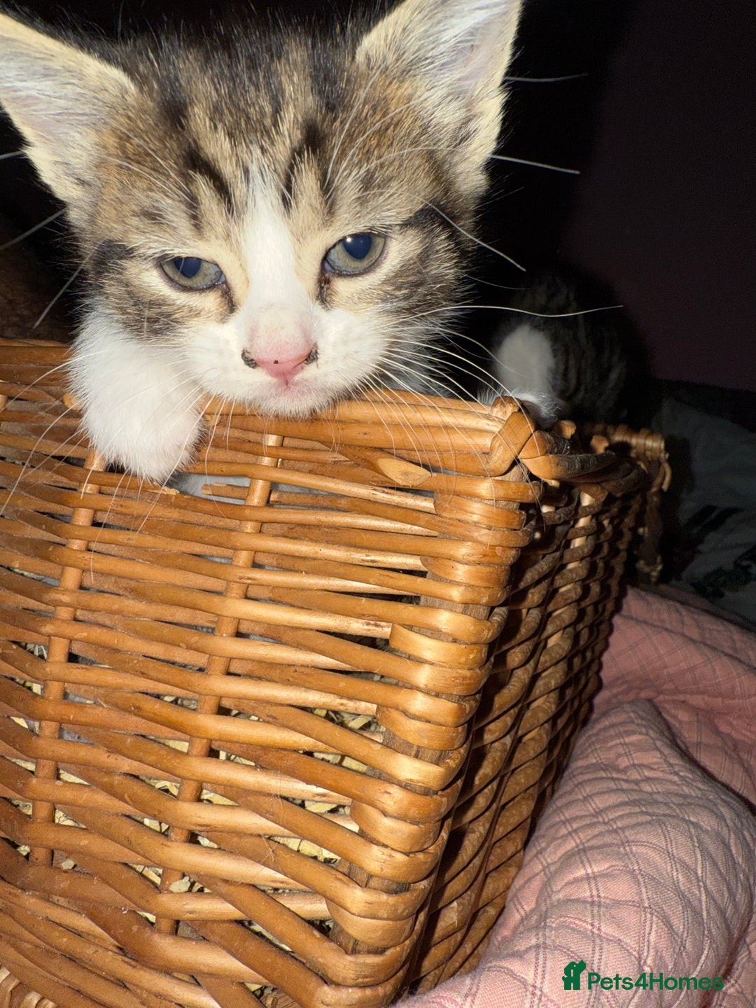 Brazilian Shorthair cats for sale: Gorgeous friendly kittens  - Image 3