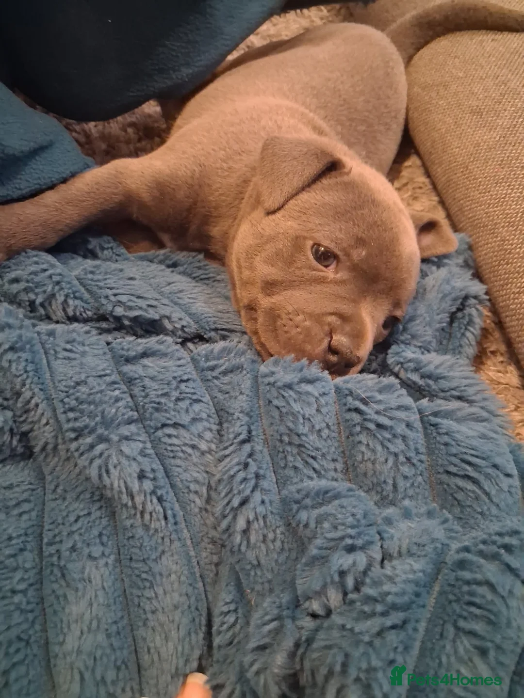 Staffordshire Bull Terrier dogs for sale: 3 beautiful blue Staffordshire terrier pups in Spalding - Advert 9
