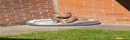 English Bulldog dogs for sale: Stella - Advert 4