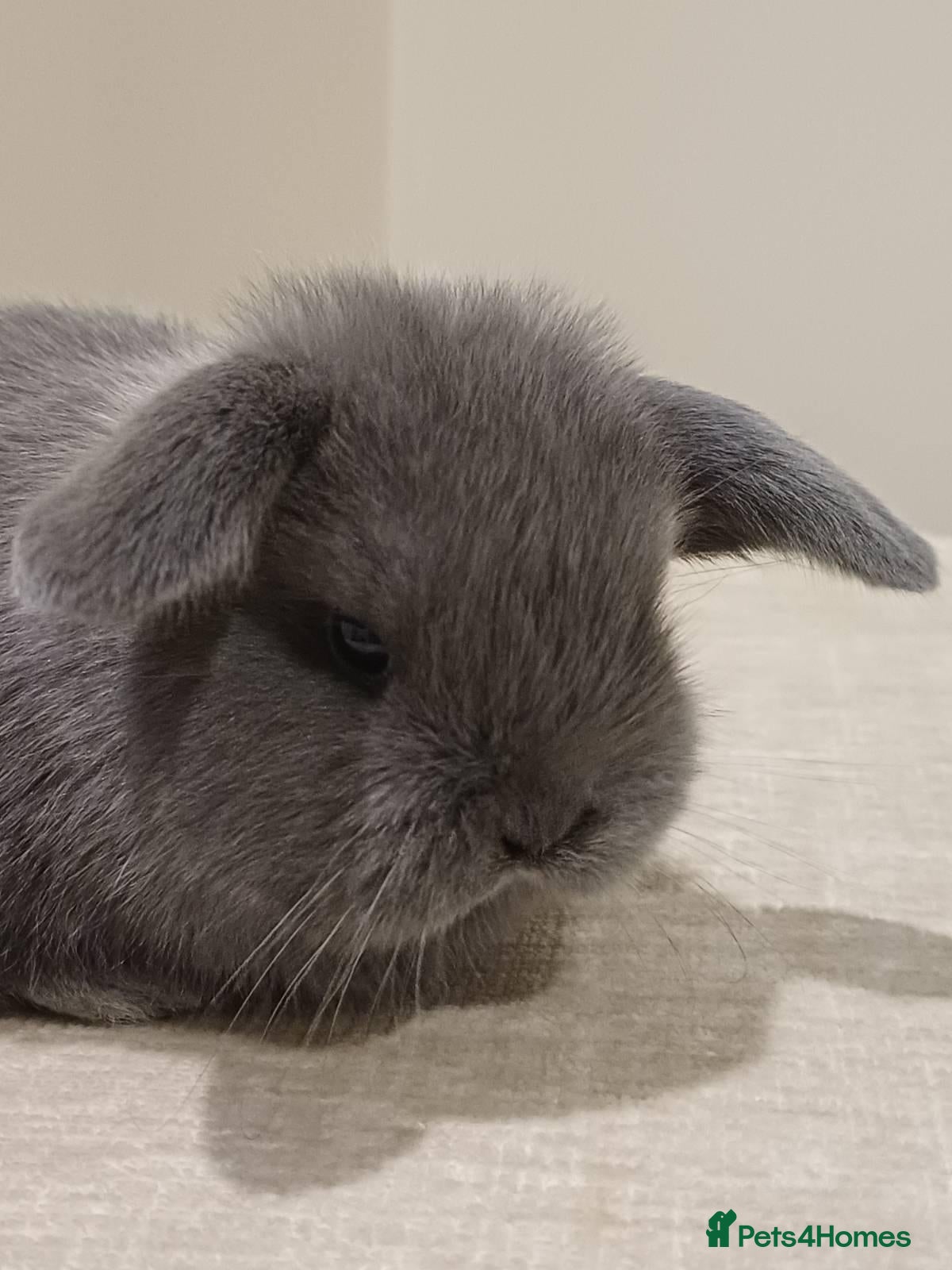 Mini Lop rabbits Baby Eclipse is ready to reserve!! - Advert 1