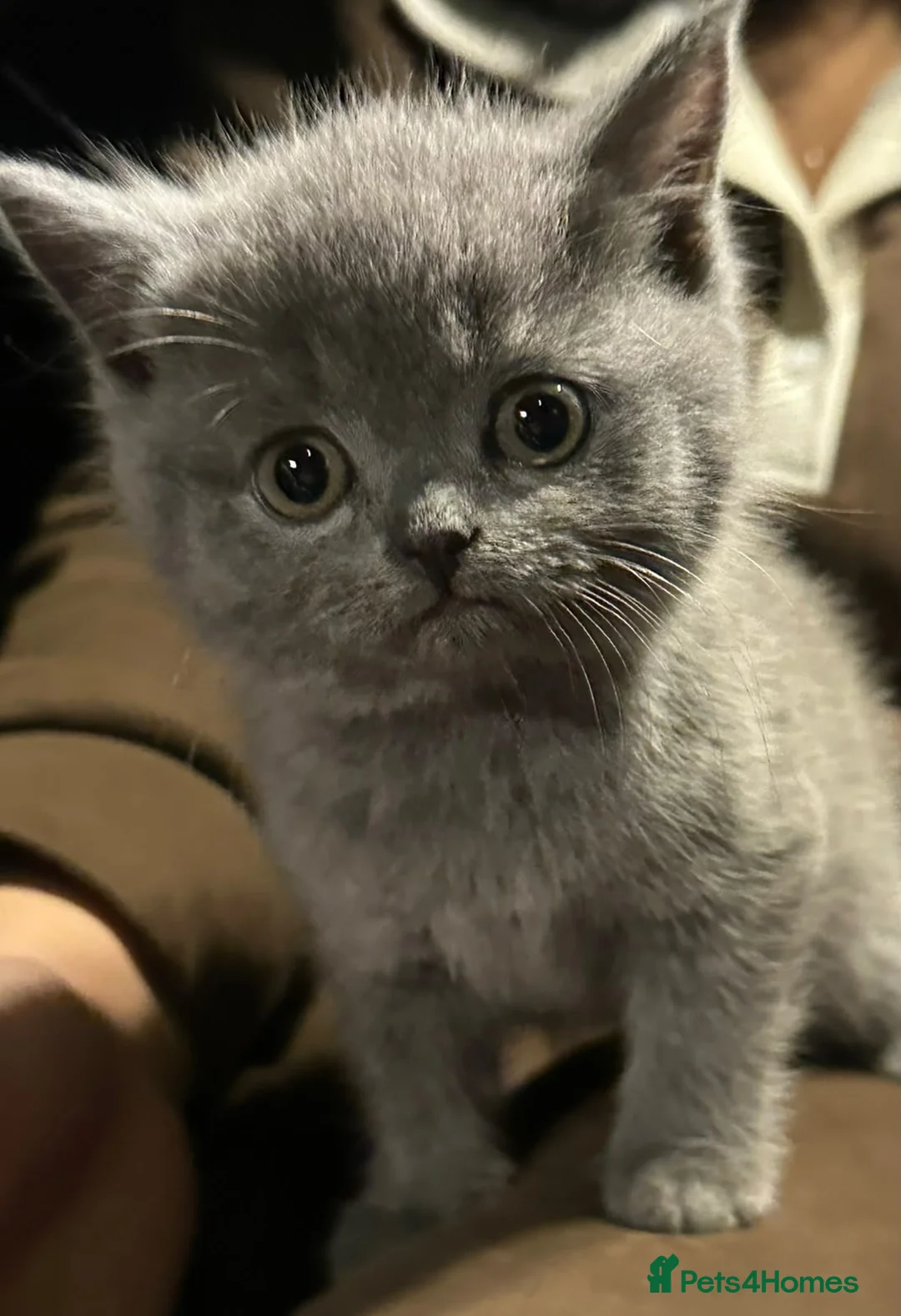 British Shorthair cats for sale: Female  - Advert 2