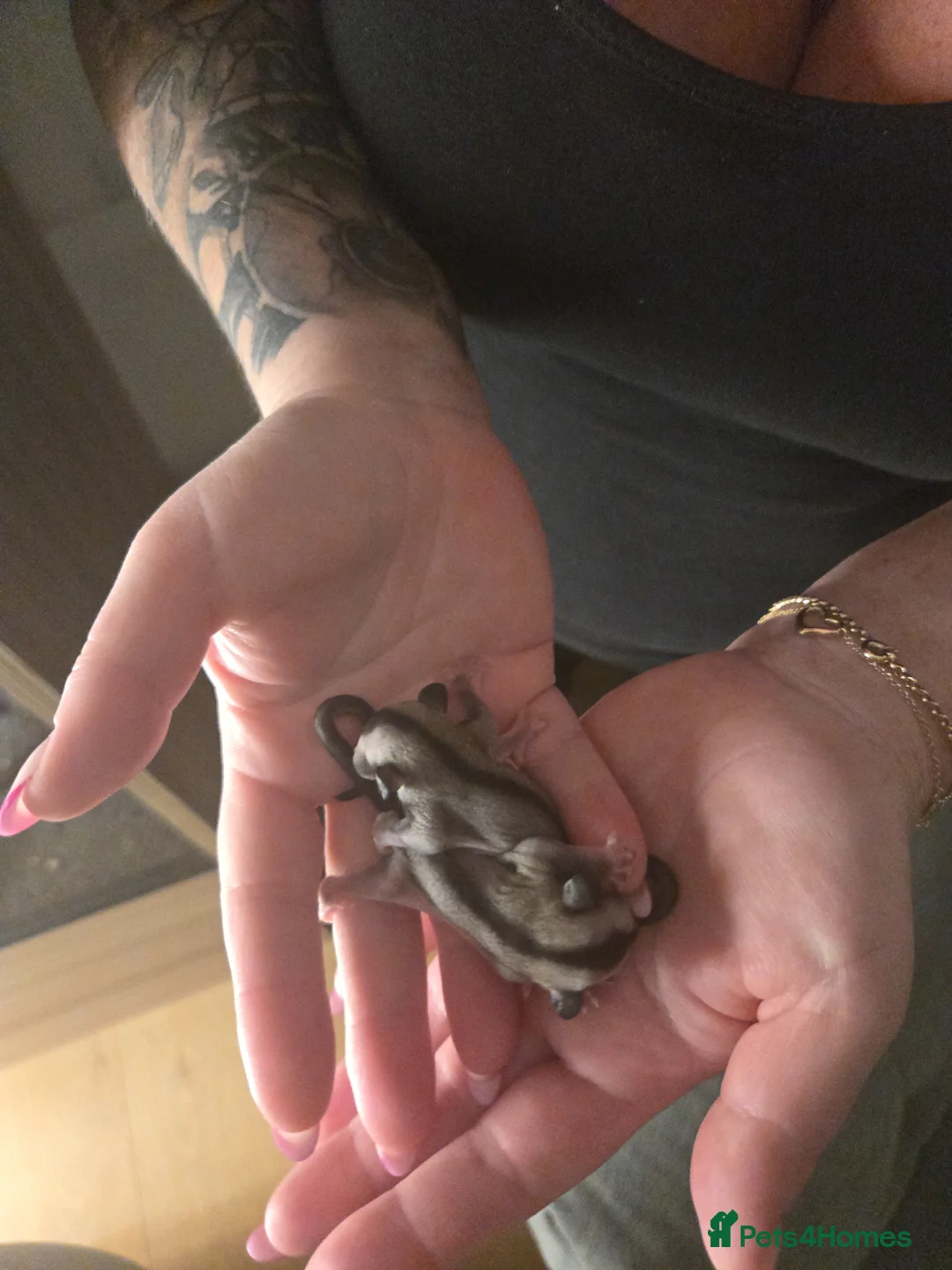 Sugar Glider rodents for sale: Sugar gliders available. - Advert 2