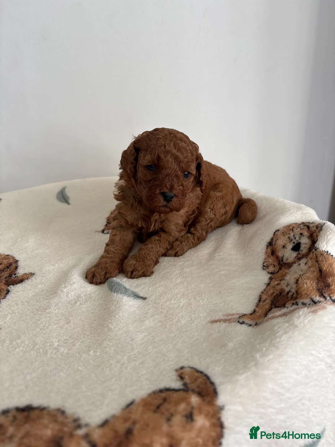 Cavapoo dogs for sale: Cavapoo Puppies for sale - Advert 23
