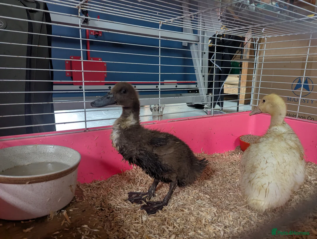 Ducks poultry for sale: Cherry Valley Ducks in Ilkeston - Advert 2