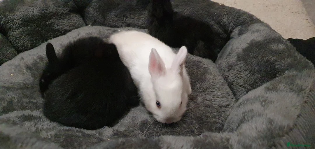 Mixed Breed rabbits for sale: Northandwaf  - Advert 14