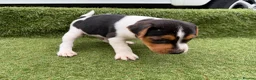 Jack Russell dogs for sale: Stunning Jack Russell‘s in Liskeard - Advert 20