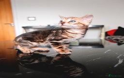 Bengal cats for sale: GORGEOUS RARE BENGAL BOY FOR REHOME 😻 - Image 2