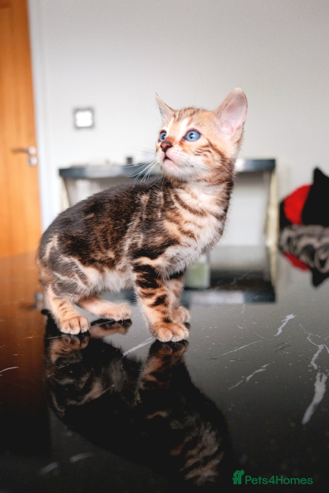 Bengal cats for sale: GORGEOUS RARE BENGAL BOY FOR REHOME 😻 - Image 2