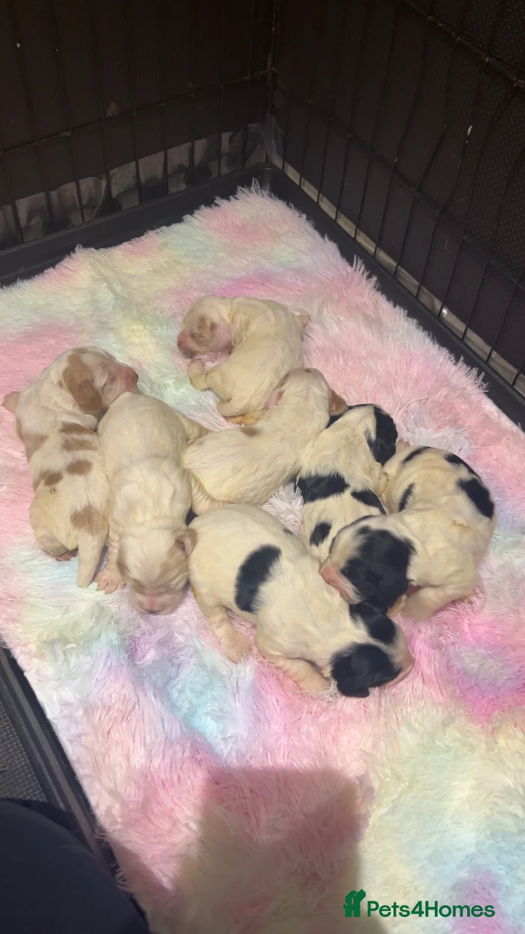 Cocker Spaniel dogs for sale: kC reg cocker spaniel pups - Advert 11
