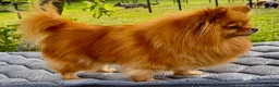 Pomeranian dogs for adoption: Juliet – Female Pomeranian (Young Rescue) - Advert 7