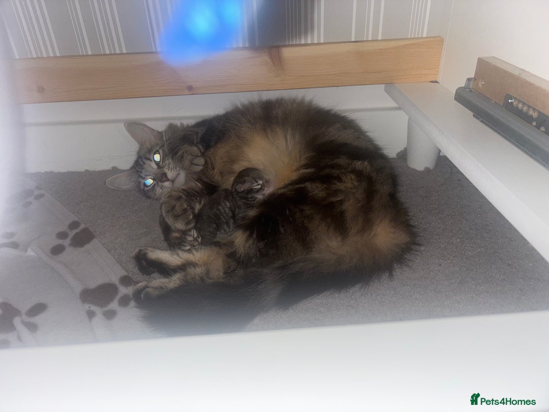 Ragdoll cats for sale: Long haired bts cross ragdoll kittens   - Image 6