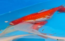 Goldfish fish for sale: GOLDFISH KOI CARP GHOST CARP BUTTERFLY KOI FISH - Image 3