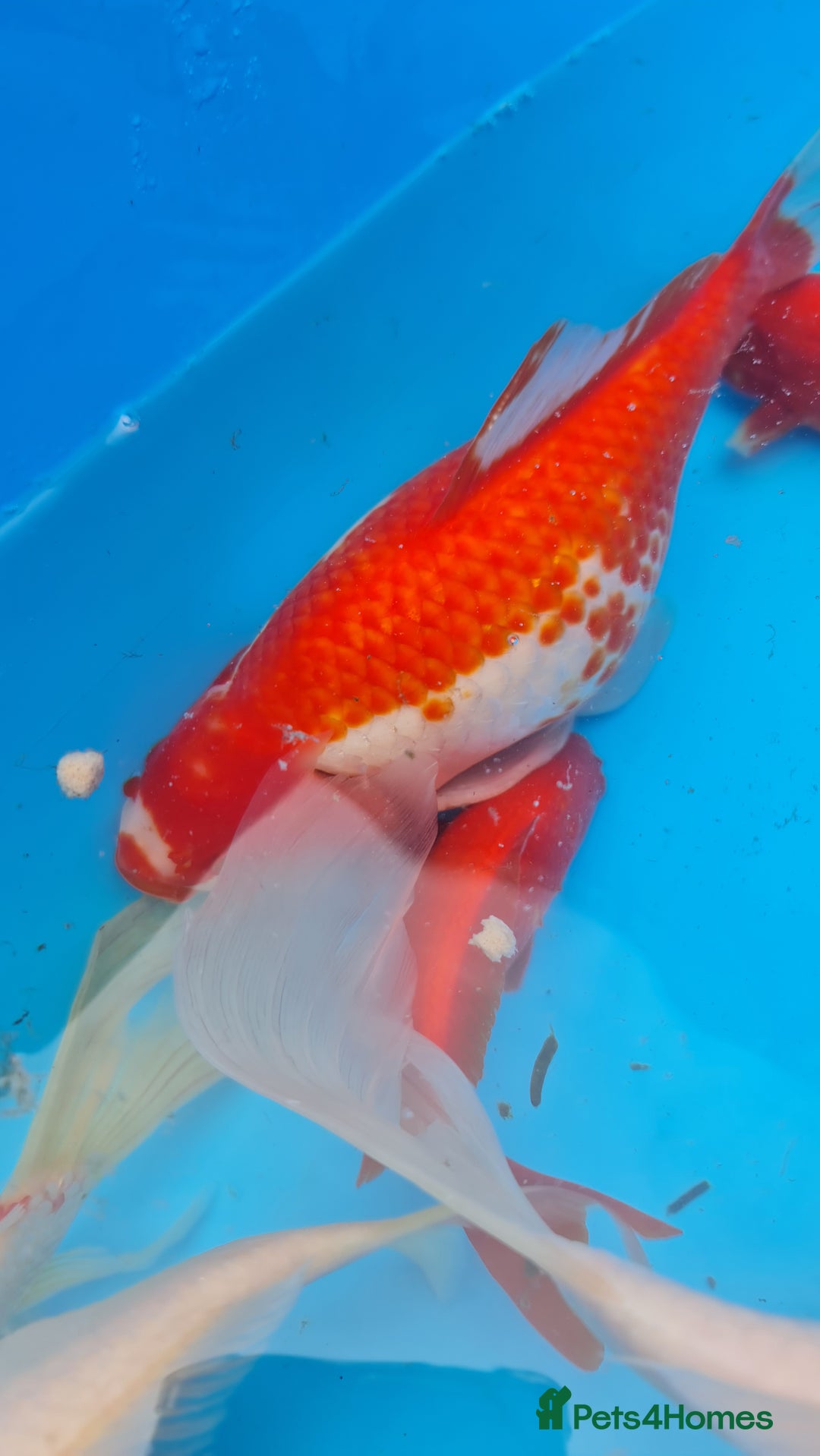 Goldfish fish for sale: GOLDFISH KOI CARP GHOST CARP BUTTERFLY KOI FISH - Image 3