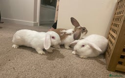 French Lop rabbits for sale: 4 x mixed breed lop bunnies 2 x albino REW 2 x not - Image 2