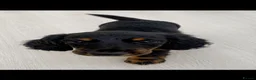 Miniature Dachshund dogs for sale: Beautiful Miniature Dachshund Puppies  - Advert 3
