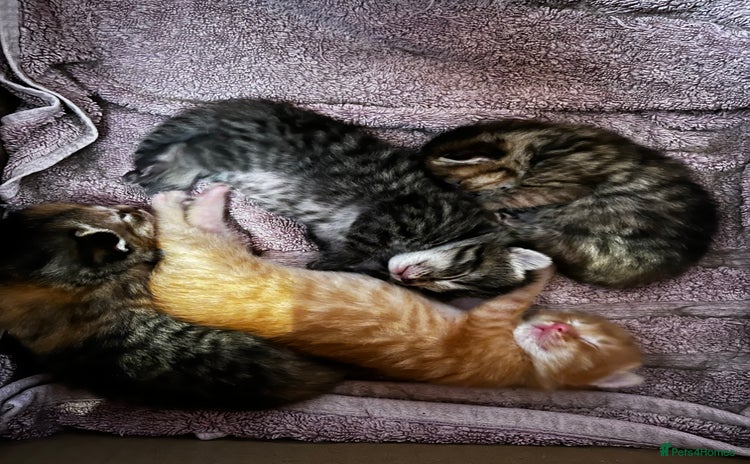 Domestic Shorthair cats - Advert 2