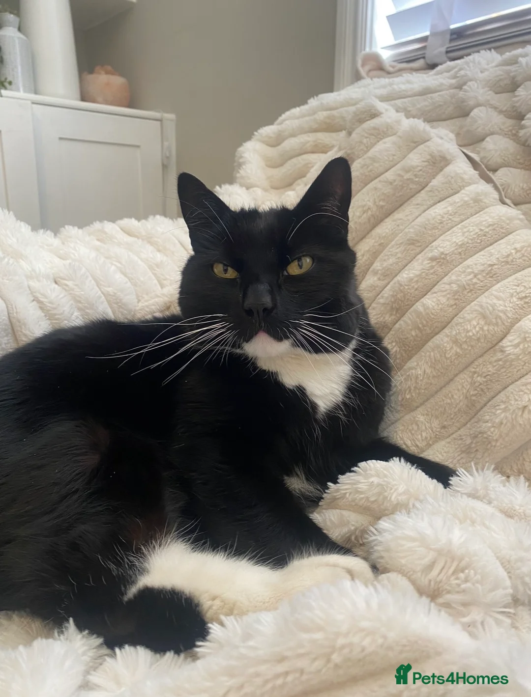 Domestic Shorthair cats for sale: Bertie & Buttons – Loving Bonded Pair 🐾 in Oswestry - Advert 4