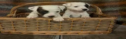 Jack Russell dogs for sale: Traditional Jack Russell terrier pups in Whitchurch - Advert 22