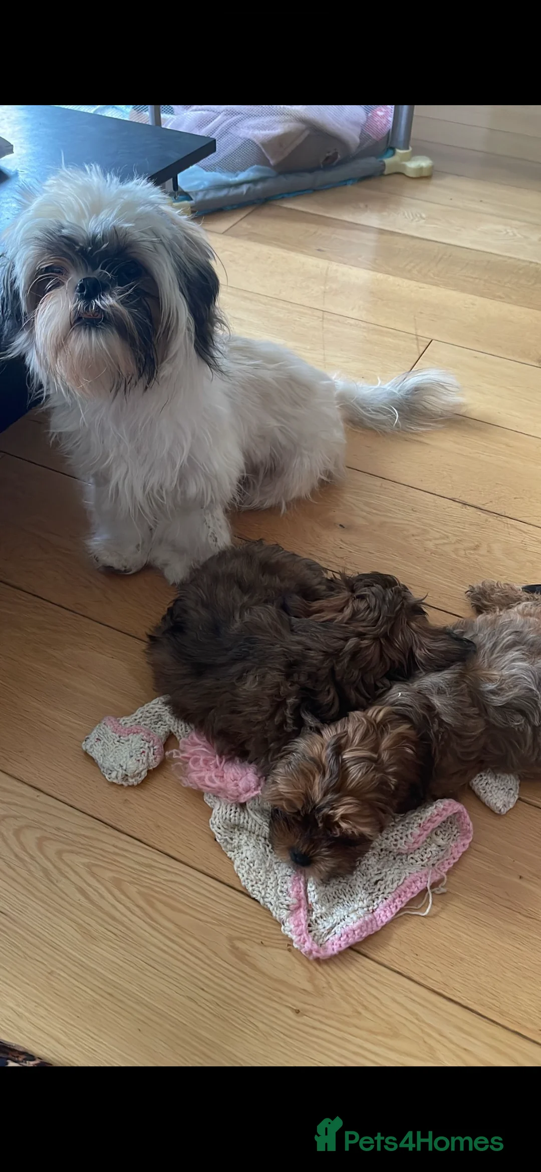 Shihpoo dogs for sale: 2 Shihpoo girls, microchipped,rabies vaccinated - Advert 3