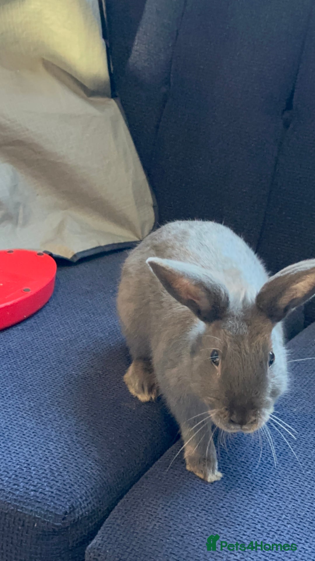 Mixed Breed rabbits for sale: Male Rabbit - Advert 4