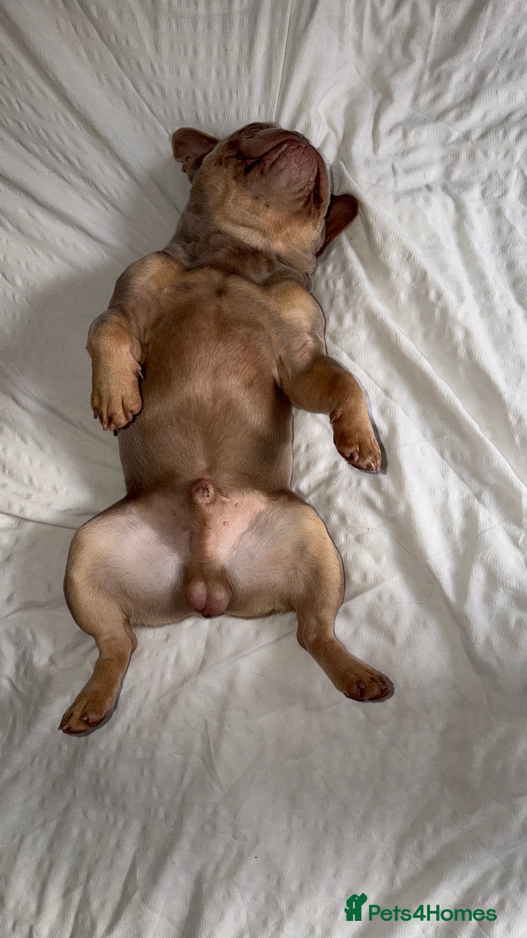 French Bulldog dogs for sale: Micro Isabella & Tan Male French Bulldog - Image 6
