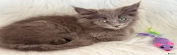 Maine Coon cats for sale: Maine coon kittens fluffy cuddly kittens - Advert 23