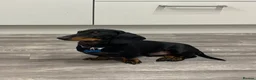 Miniature Dachshund dogs for sale: Miniature dachshund  - Advert 5