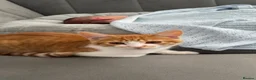 Mixed Breed cats for sale: Ginger  in Wakefield - Advert 2