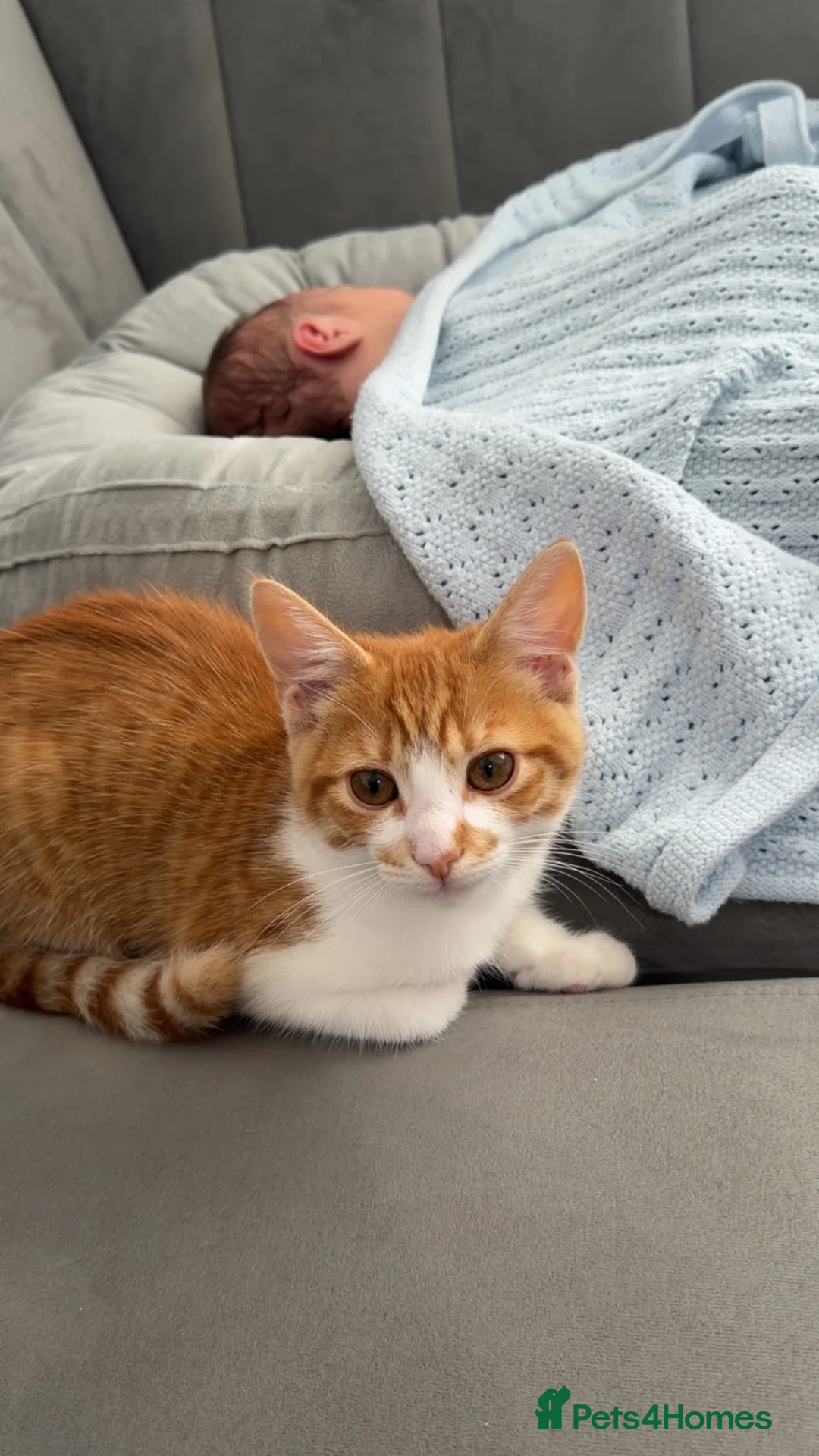 Mixed Breed cats for sale: Ginger  in Wakefield - Advert 2