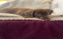 Miniature Dachshund dogs for sale: Miniature dachshund  - Image 1