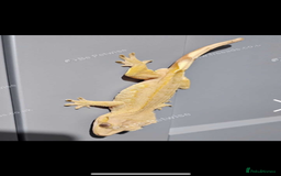 Gecko reptiles for sale: Crested gecko with whole set up - Advert 6