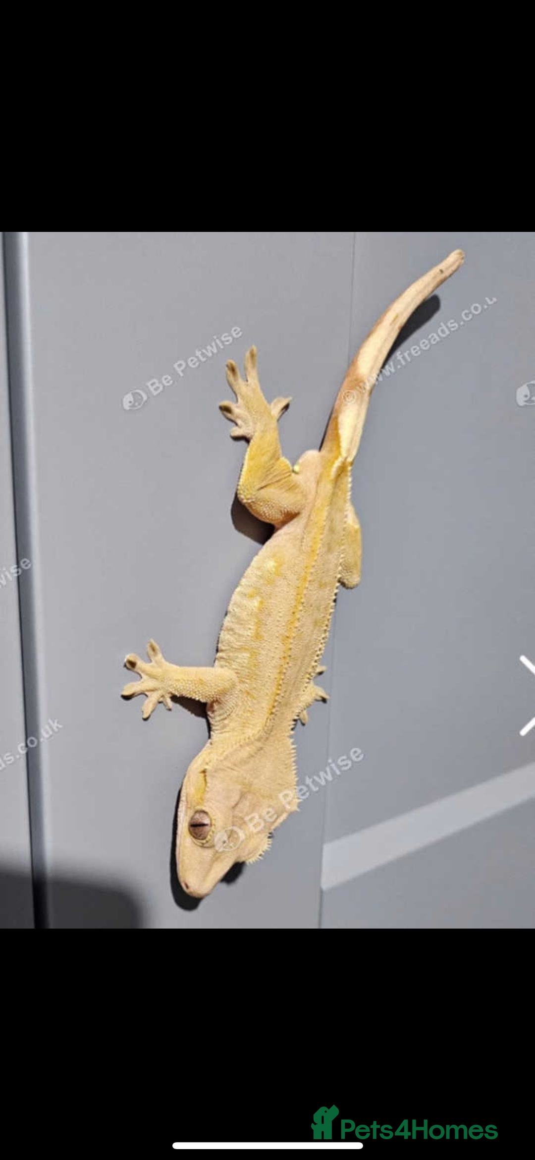 Gecko reptiles for sale: Crested gecko with whole set up - Advert 6
