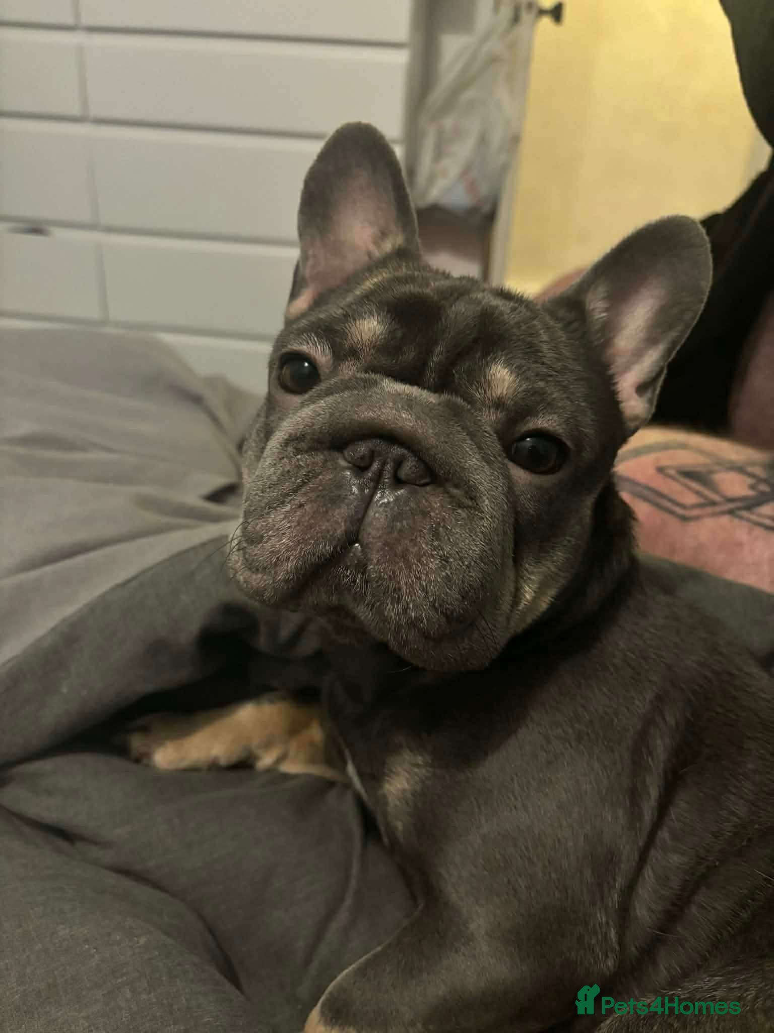 French Bulldog dogs French bulldog female  - Advert 4