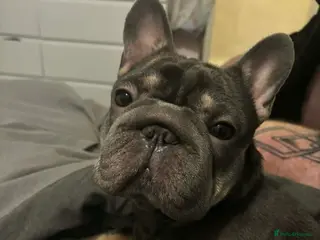 French Bulldog dogs French bulldog female - Advert 4