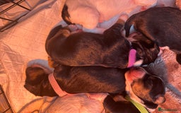 Mixed Breed dogs for sale: Border doodle - Image 8