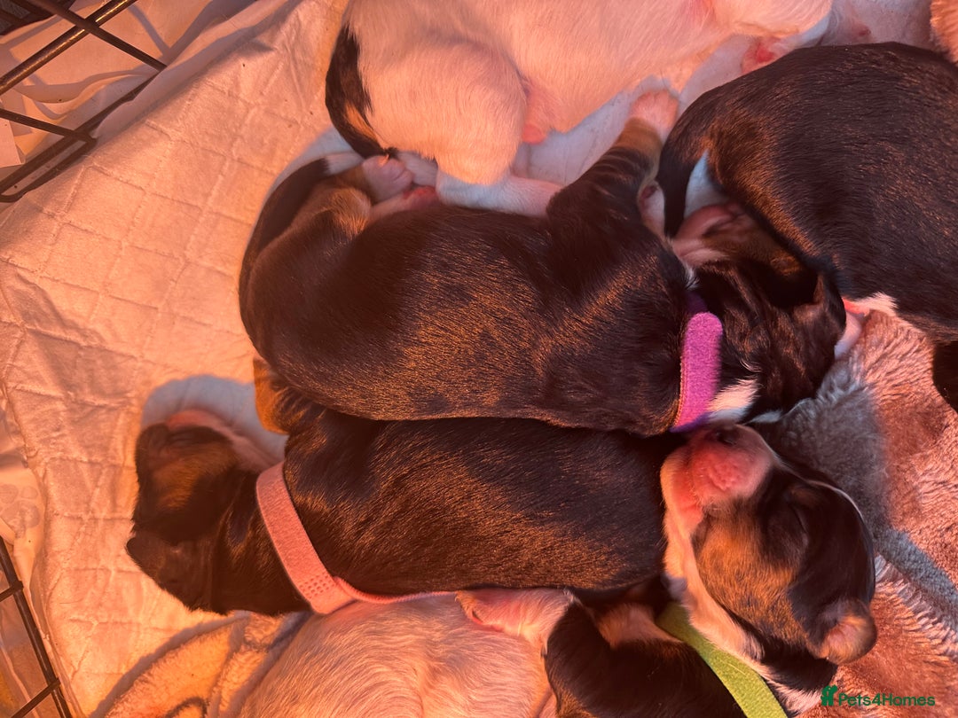 Mixed Breed dogs for sale: Border doodle - Image 8