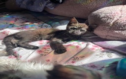 Maine Coon cats for sale: Clover 🍀 11 week old Maincoon x Sphinx girl - Image 4