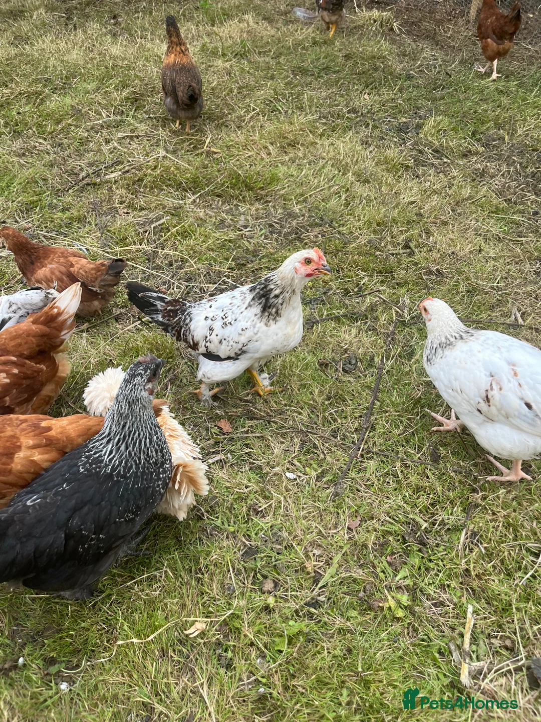 Chickens poultry for sale: Hybrid hatching eggs in Market Drayton - Advert 1