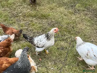 Chickens poultry Hybrid hatching eggs - Advert 1