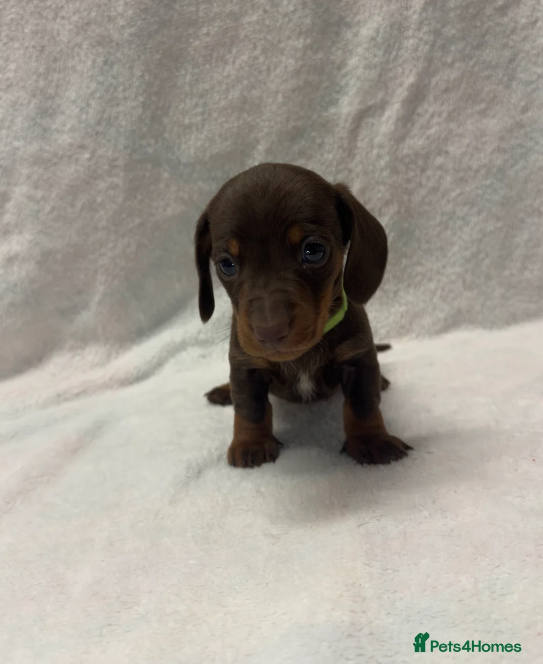Dachshund dogs for sale: Kennel Club Registered & Health Tested - Advert 13