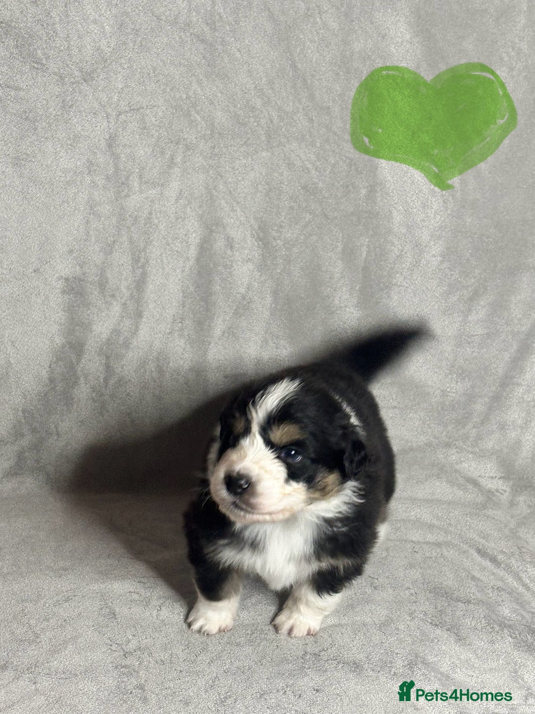 Australian Shepherd dogs for sale: KC registered Australian shepherd puppies  - Advert 22