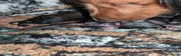 Dachshund dogs for sale: KC Registered Standard Long-haired Dachshunds  in Selby - Advert 3