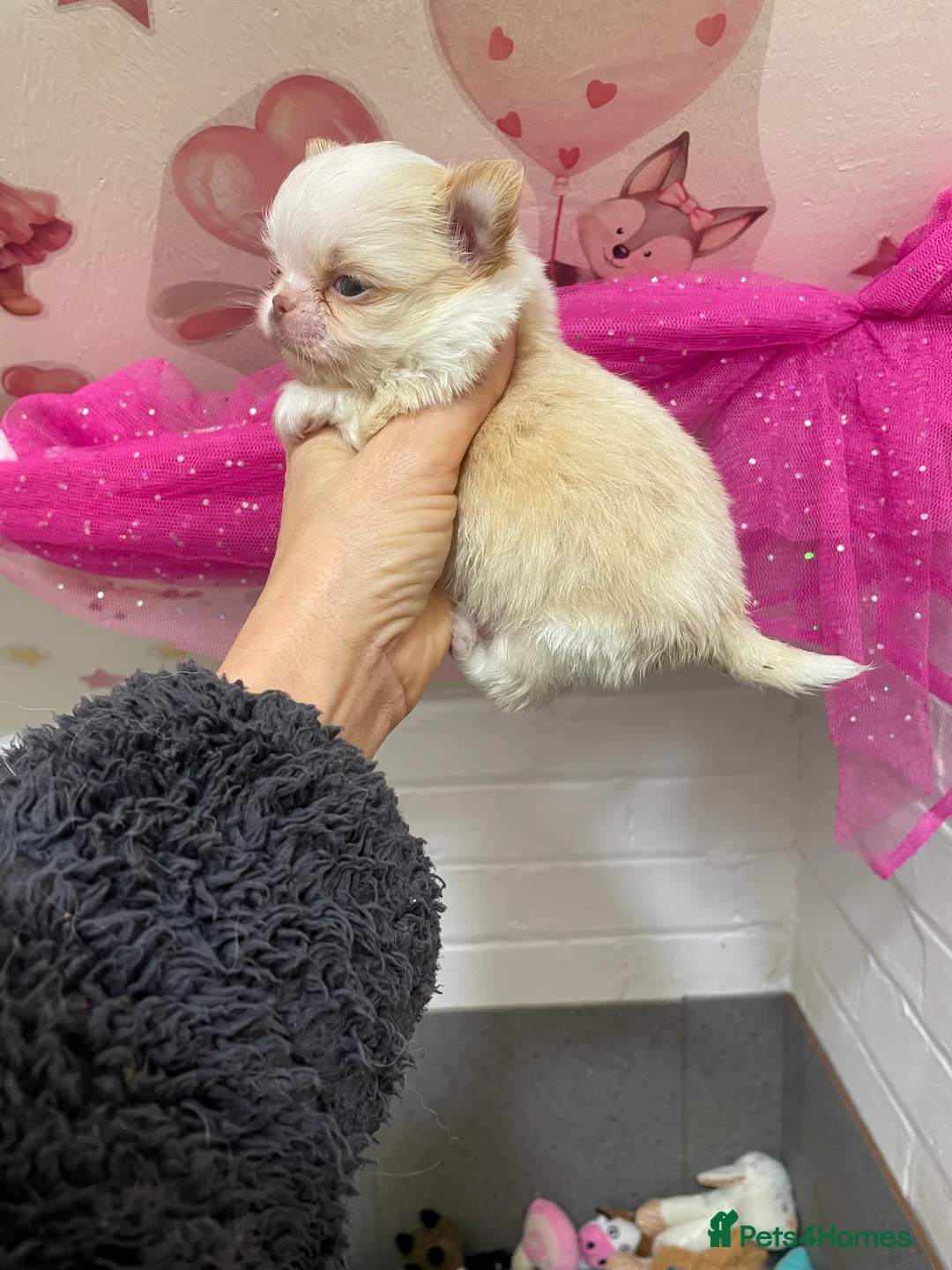 Chihuahua dogs for sale: Gorgeous  little  Longcoat Boy Kc 🌟🌟🌟🌟🌟 - Advert 26