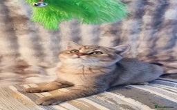 British Shorthair cats for sale: GOLDEN & COLOURPOINT BSH KITTENS, READY TO GO! - Image 32