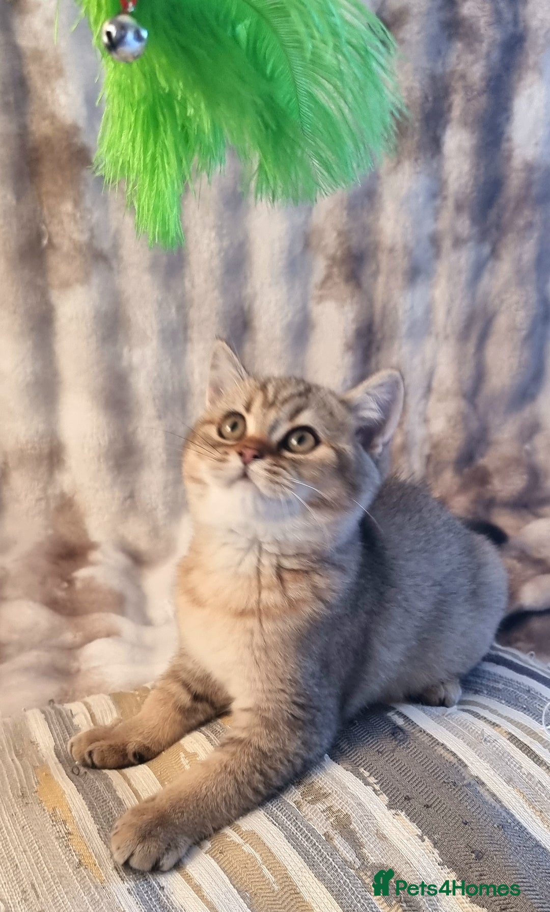 British Shorthair cats for sale: GOLDEN & COLOURPOINT BSH KITTENS, READY TO GO! - Image 32