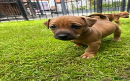 Mixed Breed dogs for sale: Border terrier x patterdale puppies  - Image 5