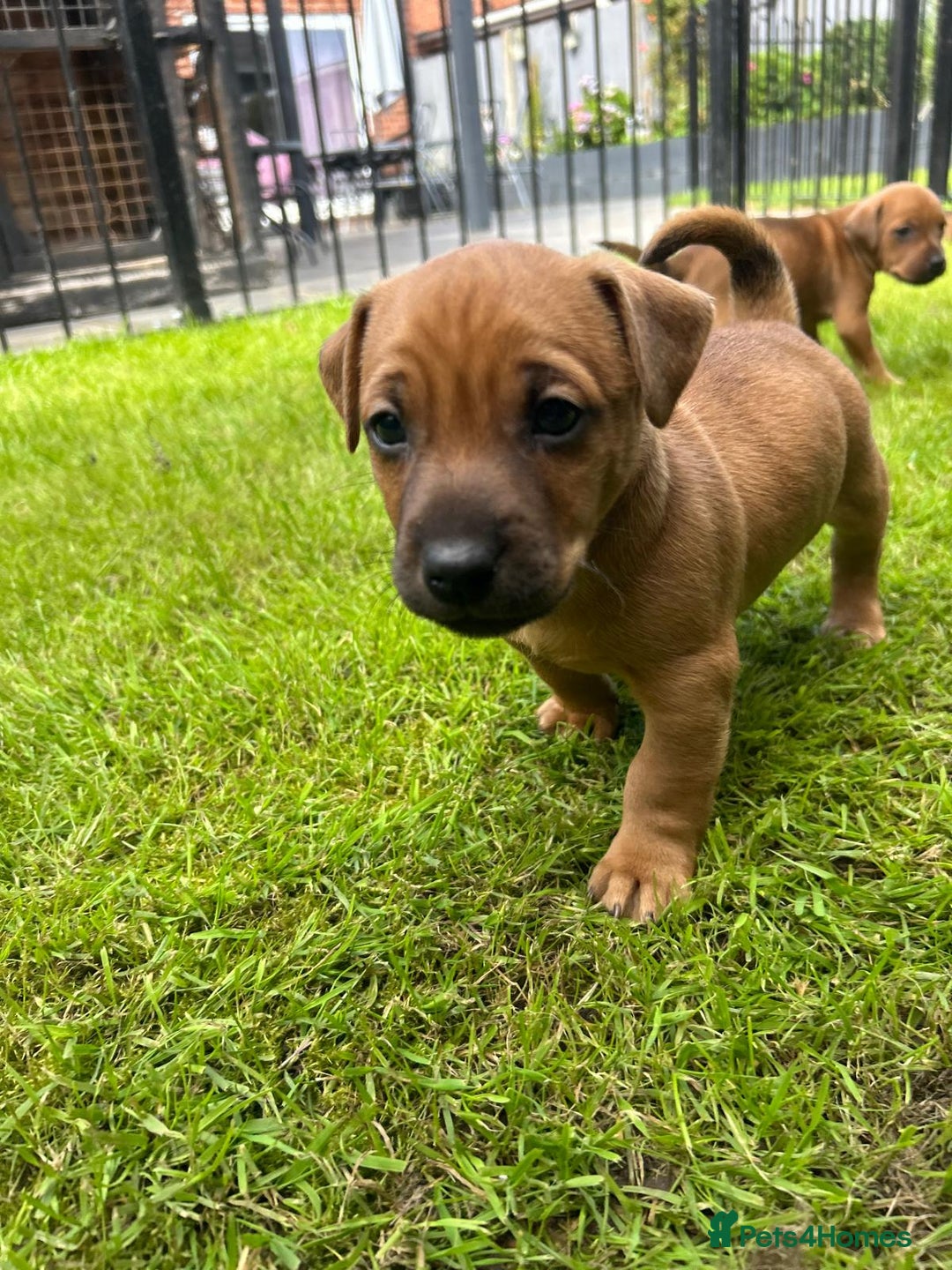 Mixed Breed dogs for sale: Border terrier x patterdale puppies  - Image 5