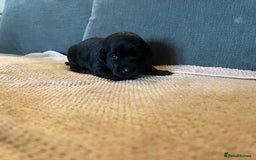 Mixed Breed dogs for sale: 3/4 lab 1/4 collie puppies  in Whitby - Image 25
