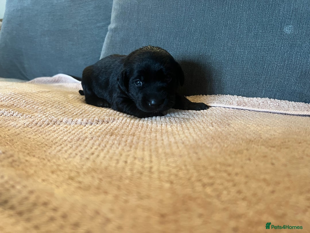 Mixed Breed dogs for sale: 3/4 lab 1/4 collie puppies  in Whitby - Image 25